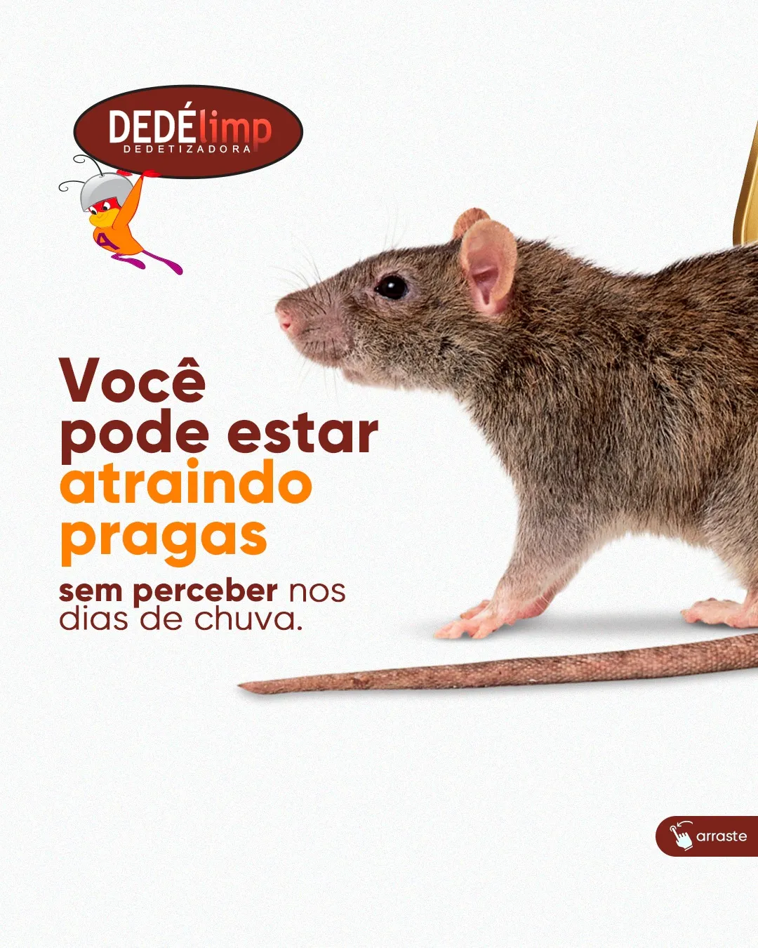 dedelimp-img-6-v1